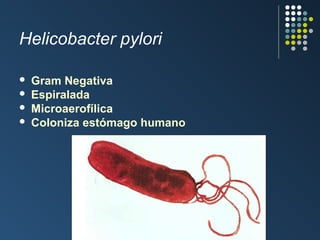 Helicobacter pylori





Gram Negativa
Espiralada
Microaerofílica
Coloniza estómago humano

 