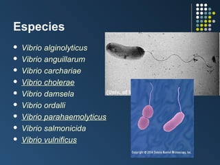 Especies










Vibrio alginolyticus
Vibrio anguillarum
Vibrio carchariae
Vibrio cholerae
Vibrio damsela
Vibrio ordalli
Vibrio parahaemolyticus
Vibrio salmonicida
Vibrio vulnificus

 