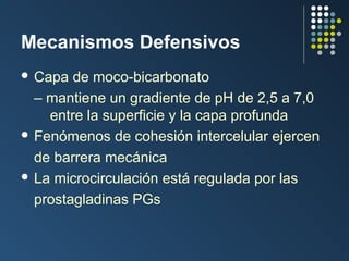 Mecanismos Defensivos
 Capa

de moco-bicarbonato
– mantiene un gradiente de pH de 2,5 a 7,0
entre la superficie y la capa profunda
 Fenómenos de cohesión intercelular ejercen
de barrera mecánica
 La microcirculación está regulada por las
prostagladinas PGs

 