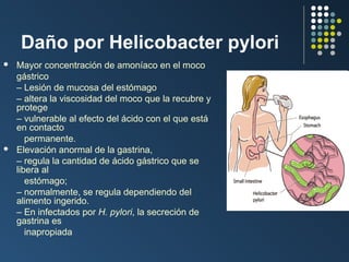 Daño por Helicobacter pylori




Mayor concentración de amoníaco en el moco
gástrico
– Lesión de mucosa del estómago
– altera la viscosidad del moco que la recubre y
protege
– vulnerable al efecto del ácido con el que está
en contacto
permanente.
Elevación anormal de la gastrina,
– regula la cantidad de ácido gástrico que se
libera al
estómago;
– normalmente, se regula dependiendo del
alimento ingerido.
– En infectados por H. pylori, la secreción de
gastrina es
inapropiada

 