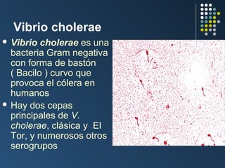Vibrio cholerae
 Vibrio

cholerae es una
bacteria Gram negativa
con forma de bastón
( Bacilo ) curvo que
provoca el cólera en
humanos
 Hay dos cepas
principales de V.
cholerae, clásica y El
Tor, y numerosos otros
serogrupos

 