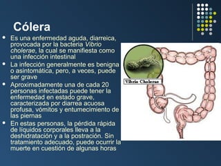 Cólera








Es una enfermedad aguda, diarreica,
provocada por la bacteria Vibrio
cholerae, la cual se manifiesta como
una infección intestinal
La infección generalmente es benigna
o asintomática, pero, a veces, puede
ser grave
Aproximadamente una de cada 20
personas infectadas puede tener la
enfermedad en estado grave,
caracterizada por diarrea acuosa
profusa, vómitos y entumecimiento de
las piernas
En estas personas, la pérdida rápida
de líquidos corporales lleva a la
deshidratación y a la postración. Sin
tratamiento adecuado, puede ocurrir la
muerte en cuestión de algunas horas

 