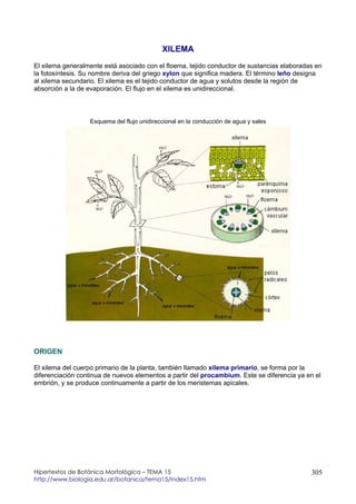 Tema15- Xilema- Hipertextos de Botánica Morfológica www.biologia.edu.…