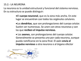 15.2.- LA NEURONA
La neurona es la unidad estructural y funcional del sistema nervioso.
En su estructura se puede distinguir:
El cuerpo neuronal, que es la zona más ancha. En este
lugar se encuentran casi todos los orgánulos celulares.
Las dendritas, que son prolongaciones del cuerpo celular.
Suelen ser numerosas. Se unen con otras neuronas y son
las que reciben el impulso nervioso.
 Los axones, son prolongaciones del cuerpo celular.
Generalmente se presenta uno por cada neurona, aunque
pueda ramificarse en la zona final. El axón envía el
impulso nervioso a otra neurona o al órgano efector
 