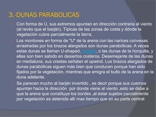 3.-DUNAS PARABOLICAS 
Con forma de U, sus extremos apuntan en dirección contraria al viento (al revés que el barján). Típicas de las zonas de costa y dónde la vegetación cubre parcialmente la tierra. 
Los montones en forma de "U" de la arena con las narices convexas arrastradas por los brazos alargados son dunas parabólicas. A veces estas dunas se llaman U-shaped, escape, o las dunas de la horquilla, y ellas son bien sabido en desiertos costeros. Desemejante de las dunas en medialuna, sus crestas señalan el upwind. Los brazos alargados de dunas parabólicas siguen más bien que conducen porque han sido fijados por la vegetación, mientras que emigra el bulto de la arena en la duna adelante. 
Se parecen mucho al barján invertido , es decir porque sus cuernos apuntan hacia la dirección por donde viene al viento ,esto se debe a que la arena que constituye los bordes ,al estar sujetos parcialmente por vegetación es detenida allí mas tiempo que en su parte central.  