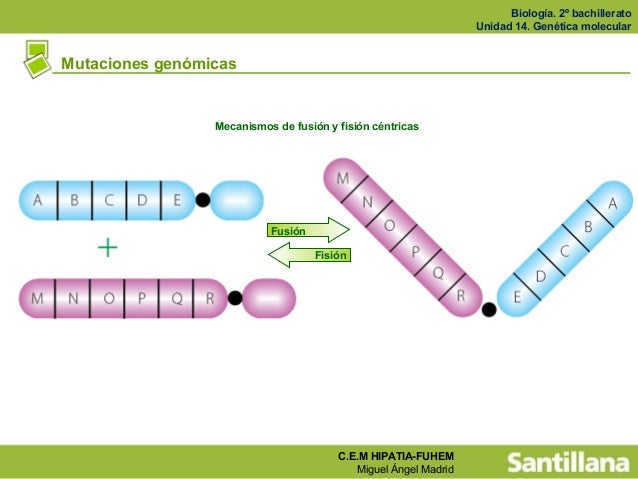 Resultado de imagen para mutacion cromosomicas por fusion