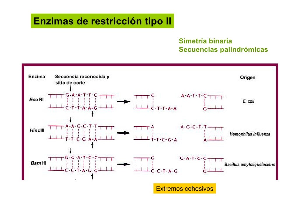 Tema 15.recombinacion