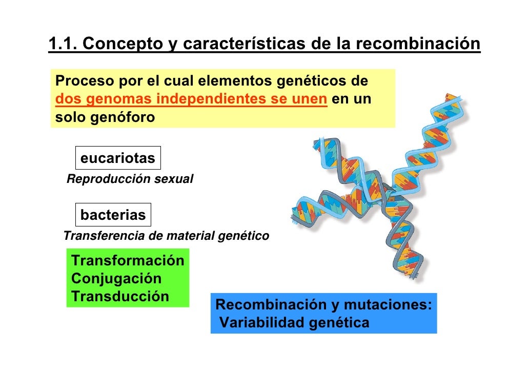 recombinacion genetica ppt Recombinación genética.