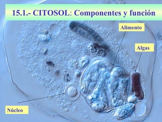 15.1.- CITOSOL: Componentes y función
                            Alimento


                                  Algas




Núcleo
 