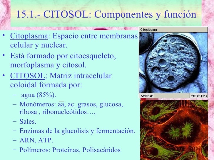Tema 15 citosol (1) Tema 15 citosol (1)