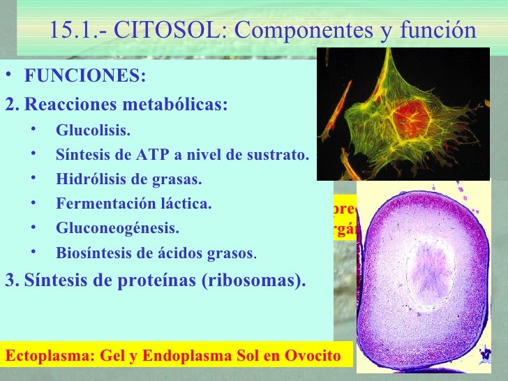 Tema 15 citosol (1) Tema 15 citosol (1)