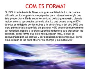 COM ES FORMA?
EL SOL irradia hacia la Tierra una gran cantidad de luz, la cual es
utilizada por los organismos equipados para retener la energía que
ésta proporciona. De la enorme cantidad de luz que nuestro planeta
recibe, sólo se aprovecha parte de ella. Lo que ocurre es que 50%
de ésta es reflejada por las nubes y la atmósfera; y del otro 50% que
logra penetrar a la superficie del planeta, 40% se pierde nuevamente
por reflexión, debido a la gran superficie reflectora que presentan los
océanos, de tal forma que sólo nos queda un 10%, el cual es
aprovechado por las plantas y por pequeños organismos que, como
ellas, utilizan la luz para obtener su energía y así sobrevivir.
 