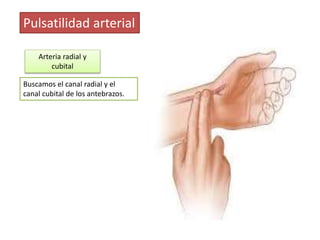 Pulsatilidad arterial
Arteria braquial
El pulgar de la mano del
explorador se coloca en el
extremo inferior del deltoides ...