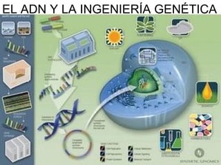 EL ADN Y LA INGENIERÍA GENÉTICA 