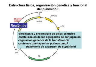 Estructura física, organización genética y funcional
                    del plásmido F

   25 genes
   (33Kb)

 Región tra

      -biosíntesisPlásmido F
                   y ensamblaje de pelos sexuales
      -estabilización de los agregados de conjugación
                    100 Kb
      -regulación genética de la transferencia
      -proteínas que tapan las porinas ompA
             (fenómeno de exclusión de superficie)
 