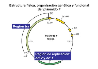 Estructura física, organización genética y funcional
                    del plásmido F




  Región tra

                       Plásmido F
                         100 Kb




                Región de replicación:
                ori V y ori T
 