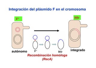 Integración del plásmido F en el cromosoma

   F+                                  Hfr




 autónomo      F+            Hfr
                                     integrado
            Recombinación homóloga
                    (RecA)
 