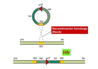 Recombinación homóloga
(RecA)




      Hfr
 