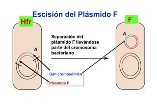 Escisión del Plásmido F
Hfr                                F’

           Separación del
           plásmido F llevándose
           parte del cromosoma
           bacteriano



          Gen cromosómico

          Plásmido F
 