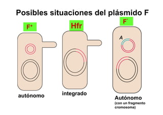 Posibles situaciones del plásmido F
                              F’
  F+           Hfr




autónomo    integrado
                          Autónomo
                          (con un fragmento
                          cromosoma)
 