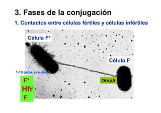3. Fases de la conjugación
1. Contactos entre células fértiles y células infértiles

       Célula F+



                                       Célula F-

1-10 pelos sexuales

    F+                              OmpA

   Hfr
    F’
 