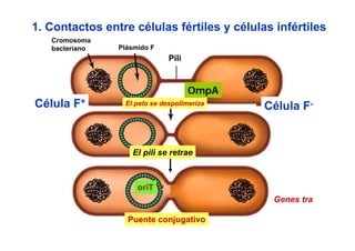 1. Contactos entre células fértiles y células infértiles
   Cromosoma
   bacteriano   Plásmido F
                              Pili


                                     OmpA
Célula F+        El pelo se despolimeriza
                                            Célula F-


                   El pili se retrae



                     oriT
                                              Genes tra

                  Puente conjugativo
 