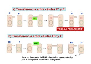 a) Transferencia entre células F+ y F-
F+       F-                                                    F+    F+

                          oriT




                                                  TODA LA POBLACIÓN F+


b) Transferencia entre células Hfr y F-
Hfr       F-                                                   Hfr   F-
                           Ori T




               tiene un fragmento del DNA plasmídico y cromosómico
               con el cual puede recombinar o degradar
 