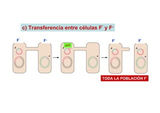 c) Transferencia entre células F’ y F-

F’           F-                           F’          F’
                      oriT




                                      TODA LA POBLACIÓN F’
 