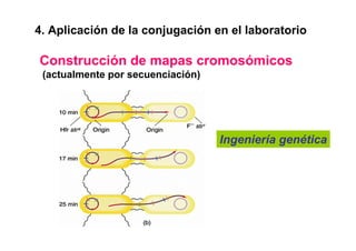 4. Aplicación de la conjugación en el laboratorio

Construcción de mapas cromosómicos
 (actualmente por secuenciación)




                                   Ingeniería genética
 