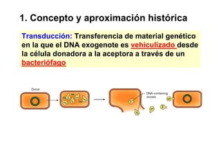1. Concepto y aproximación histórica
Transducción: Transferencia de material genético
en la que el DNA exogenote es vehiculizado desde
la célula donadora a la aceptora a través de un
bacteriófago
 