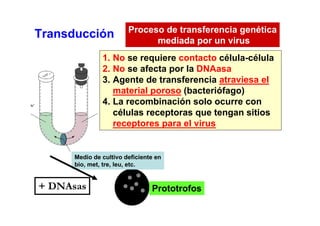 Proceso de transferencia genética
Transducción                  mediada por un virus
               1. No se requiere contacto célula-célula
               2. No se afecta por la DNAasa
               3. Agente de transferencia atraviesa el
                  material poroso (bacteriófago)
               4. La recombinación solo ocurre con
                  células receptoras que tengan sitios
                  receptores para el virus


      Medio de cultivo deficiente en
      bio, met, tre, leu, etc.


+ DNAsas                        Prototrofos
 