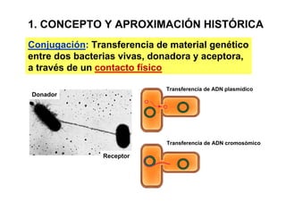 1. CONCEPTO Y APROXIMACIÓN HISTÓRICA
Conjugación: Transferencia de material genético
entre dos bacterias vivas, donadora y aceptora,
a través de un contacto físico

                             Transferencia de ADN plasmídico
Donador




                             Transferencia de ADN cromosómico

               Receptor
 