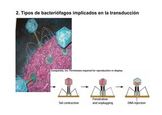 2. Tipos de bacteriófagos implicados en la transducción
 