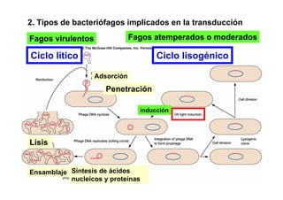2. Tipos de bacteriófagos implicados en la transducción

Fagos virulentos               Fagos atemperados o moderados

Ciclo lítico                          Ciclo lisogénico

                   Adsorción
                      Penetración

                                 inducción




Lisis


Ensamblaje Síntesis de ácidos
           nucleicos y proteínas
 