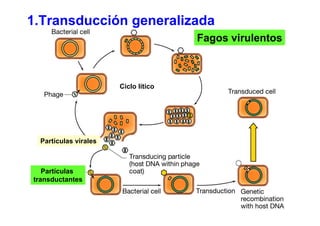 1.Transducción generalizada
                                                Fagos virulentos



                      Ciclo lítico




                            Empaquetamiento inespecífico
 Partículas virales



   Partículas
transductantes
 