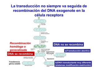 La transducción no siempre va seguida de
   recombinación del DNA exogenote en la
              célula receptora




 Recombinación                  DNA no se recombina
 homóloga o
 generalizada       Supervivencia
                                             a)Transducción abortiva
DNA se recombina    DNA donador



                     Degradación

Transferencia
génica estable
                                    b)DNA transductante muy diferente
                                    (sistemas modificación-restricción)
 