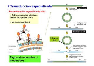 2.Transducción especializada                         Fago lambda

Recombinación específica de sitio
 - Entre secuencias idénticas
 (sitios de fijación “att”)

 - No interviene RecA



                                                Escherichia coli



                                    Integrasa
                                       (int)




 Fagos atemperados o
 moderados
 