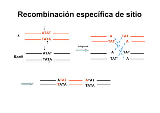 Recombinación específica de sitio

         ATAT
  λ                                 A     TAT
         TATA
                                    TAT    A
                       integrasa


         ATAT                        A    TAT
E.coli
         TATA                       TAT     A




                ATAT         ATAT
                TATA         TATA
 
