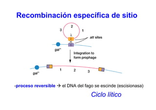 Recombinación específica de sitio




-proceso reversible   el DNA del fago se escinde (escisionasa)

                                    Ciclo lítico
 