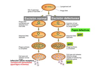 Escisión normal   Escisión defectuosa



                                                   Fagos defectivos

                                                        gal+



                                             gal+




Infección célula receptora
Transducción generalizada                   gal+
(igual fagos virulentos)
 