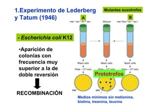 1.Experimento de Lederberg             Mutantes auxotrofos

y Tatum (1946)        A                             B




 - Escherichia coli K12

 •Aparición de
 colonias con
 frecuencia muy
 superior a la de
 doble reversión                  Prototrofos


RECOMBINACIÓN
                          Medios mínimos sin metionina,
                          biotina, treonina, leucina
 