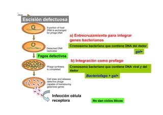 Escisión defectuosa


                         a) Entrecruzamiento para integrar
                         genes bacterianos
                         Cromosoma bacteriano que contiene DNA del dador
                                                                  gal+
      Fagos defectivos
                         b) Integración como profago
                         Cromosoma bacteriano que contiene DNA viral y del
                         dador
                                   Bacteriofago + gal+




              Infección célula
              receptora                No dan ciclos líticos
 