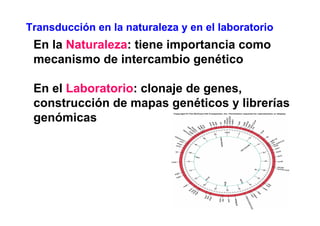Transducción en la naturaleza y en el laboratorio
 En la Naturaleza: tiene importancia como
 mecanismo de intercambio genético

 En el Laboratorio: clonaje de genes,
 construcción de mapas genéticos y librerías
 genómicas
 