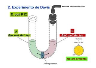 2. Experimento de Davis
  E. coli K12




     A        A                B      B
Bio- met- thr+ leu+       Bio+ met+ thr- leu-




                          4h



                                   No crecimiento
 