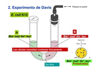 2. Experimento de Davis
  E. coli K12




     A        A                                       B    B
Bio- met- thr+ leu+                              Bio+ met+ thr- leu-



   Las células necesitan contactar físicamente
                                                 4h



                                                      Bio+ met+ thr+ leu+
                               Sin filtro                  Prototrofas
 
