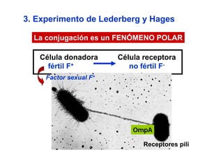 3. Experimento de Lederberg y Hages

  La conjugación es un FENÓMENO POLAR

   Célula donadora      Célula receptora
     fértil F+             no fértil F-
     Factor sexual F+




                            OmpA

                               Receptores pili
 