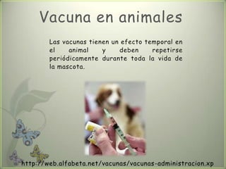 Tema16 criterios a seguir en la aplicación de vacunas en animales y humanos.
