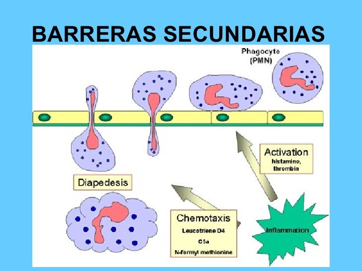 Tema 16 la inmunología y sus aplicaciones