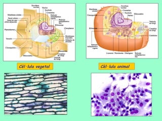 Cèl·lula vegetal   Cèl·lula animal
 