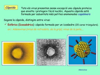 Càpsida       Tots els virus presenten sense excepció una càpsula proteica
               que envolta i protegeix l’àcid nuclèic. Aquesta càpsida està
               formada per subunitats més petites anomenades capsòmers

Segons la càpsida, distingim entre virus:
 Esfèrics (Icosaèdrics): càpsida formada per un icosàedre (20 cares triangulars).
   ex.: Adenovirus (virus de refredats, de la grip), virus de la polio,...




                                                                     Adenovirus
 